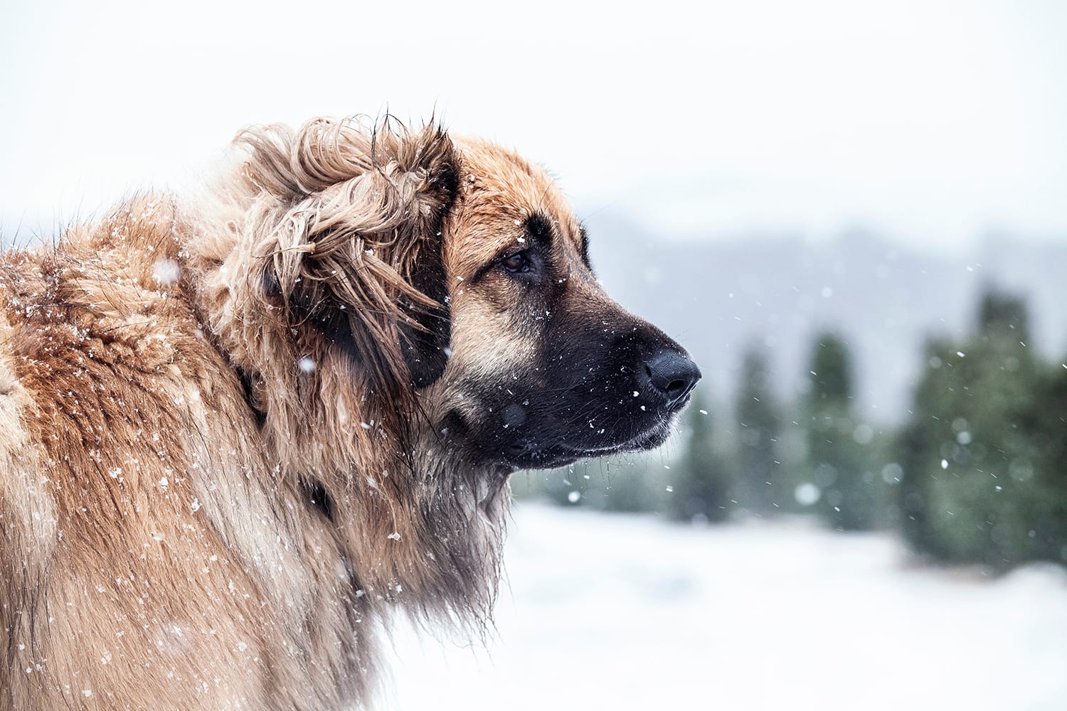 Hondenfotografie outdoor